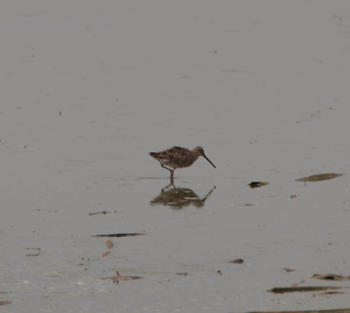 Long-billed Dowitcher - ML617534142