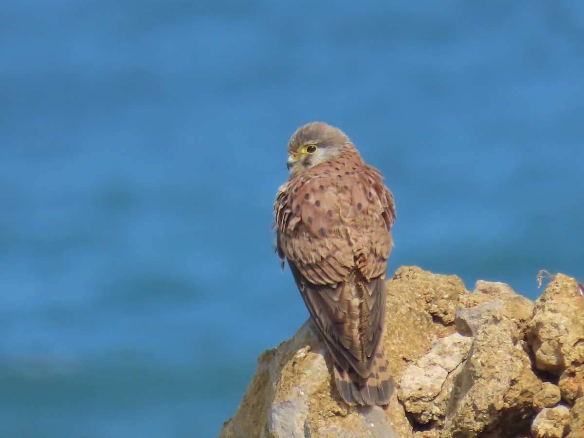 Eurasian Kestrel - ML617534147