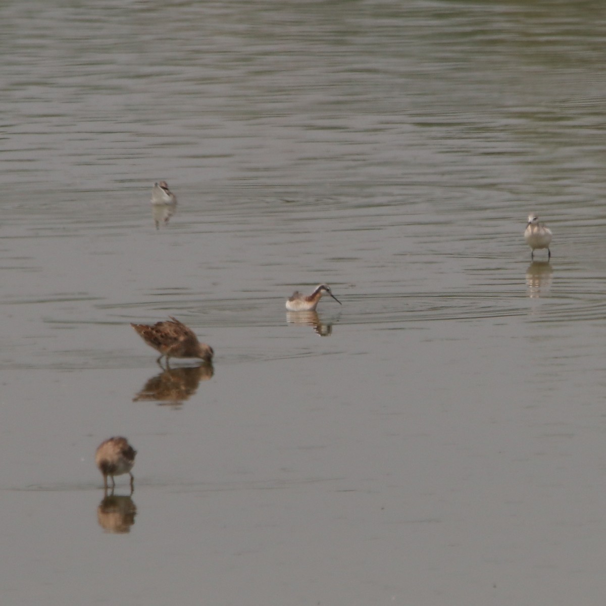 Wilson's Phalarope - ML617534153