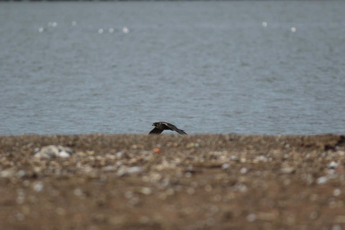 Peregrine Falcon - ML617534158