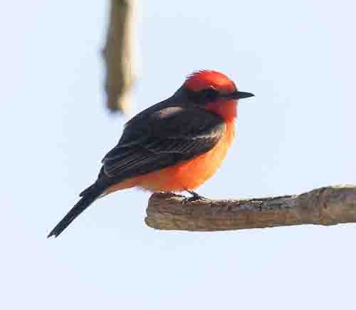 Vermilion Flycatcher - ML617534179