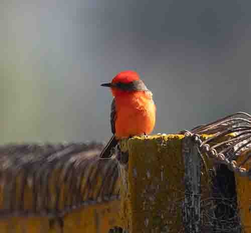 Vermilion Flycatcher - stevan brad