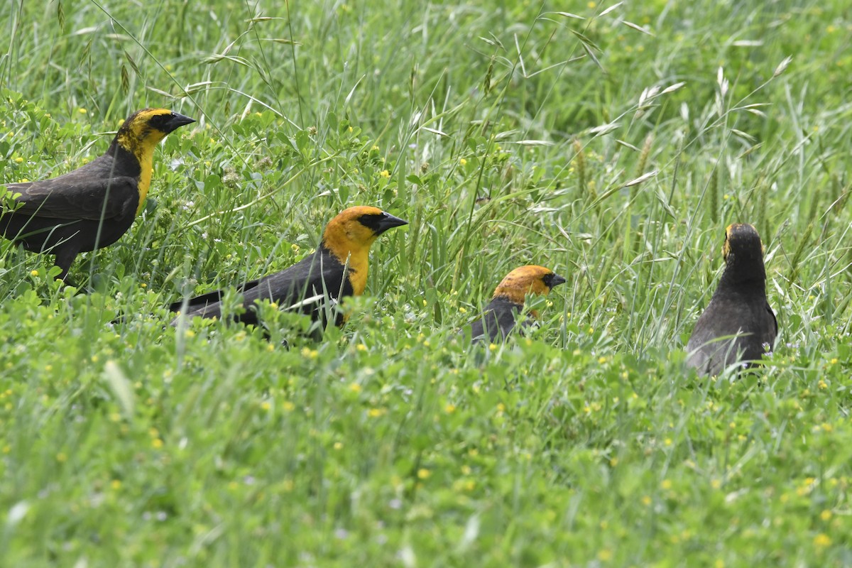 Yellow-headed Blackbird - Peter Billingham