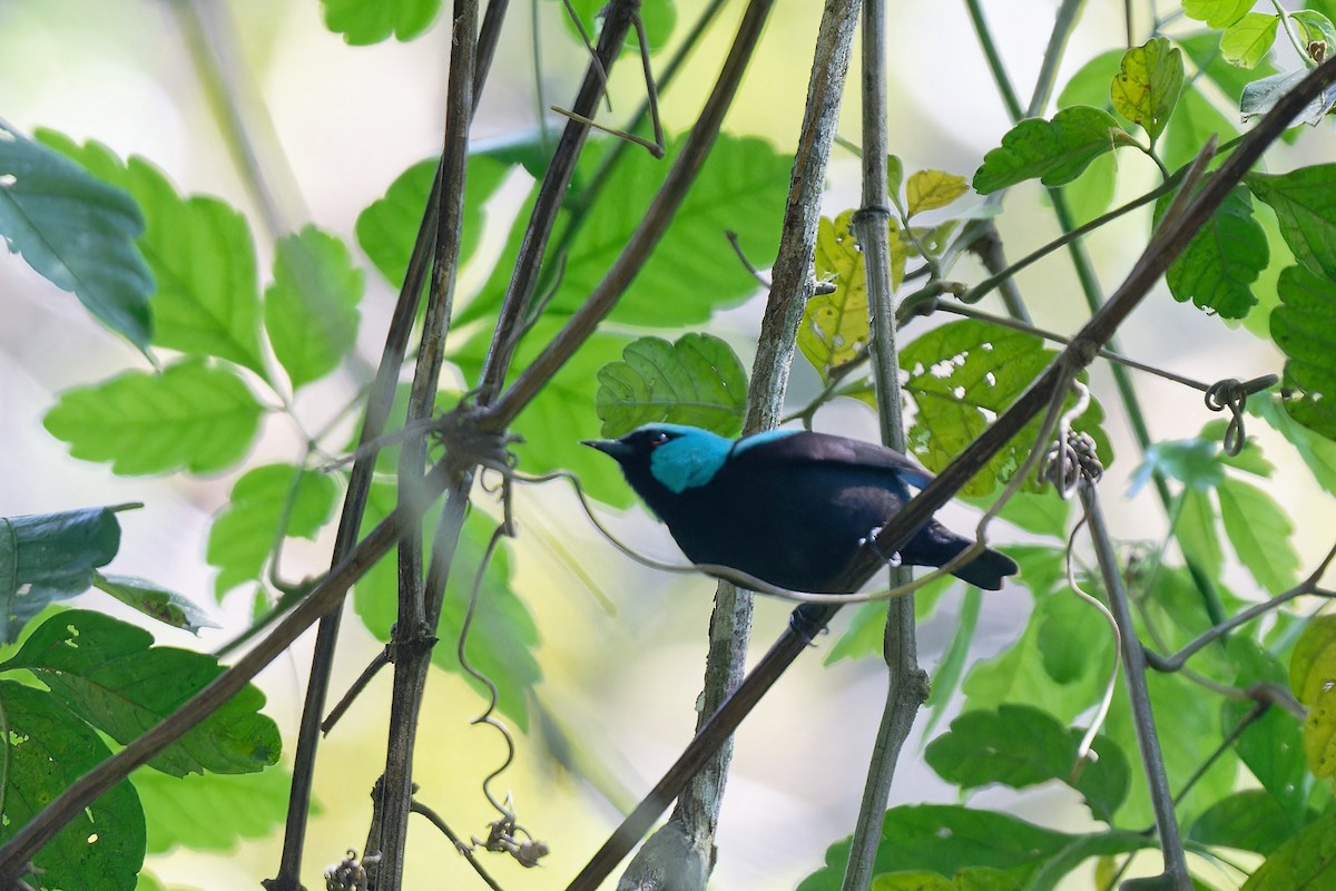 Scarlet-thighed Dacnis - Zbigniew Wnuk