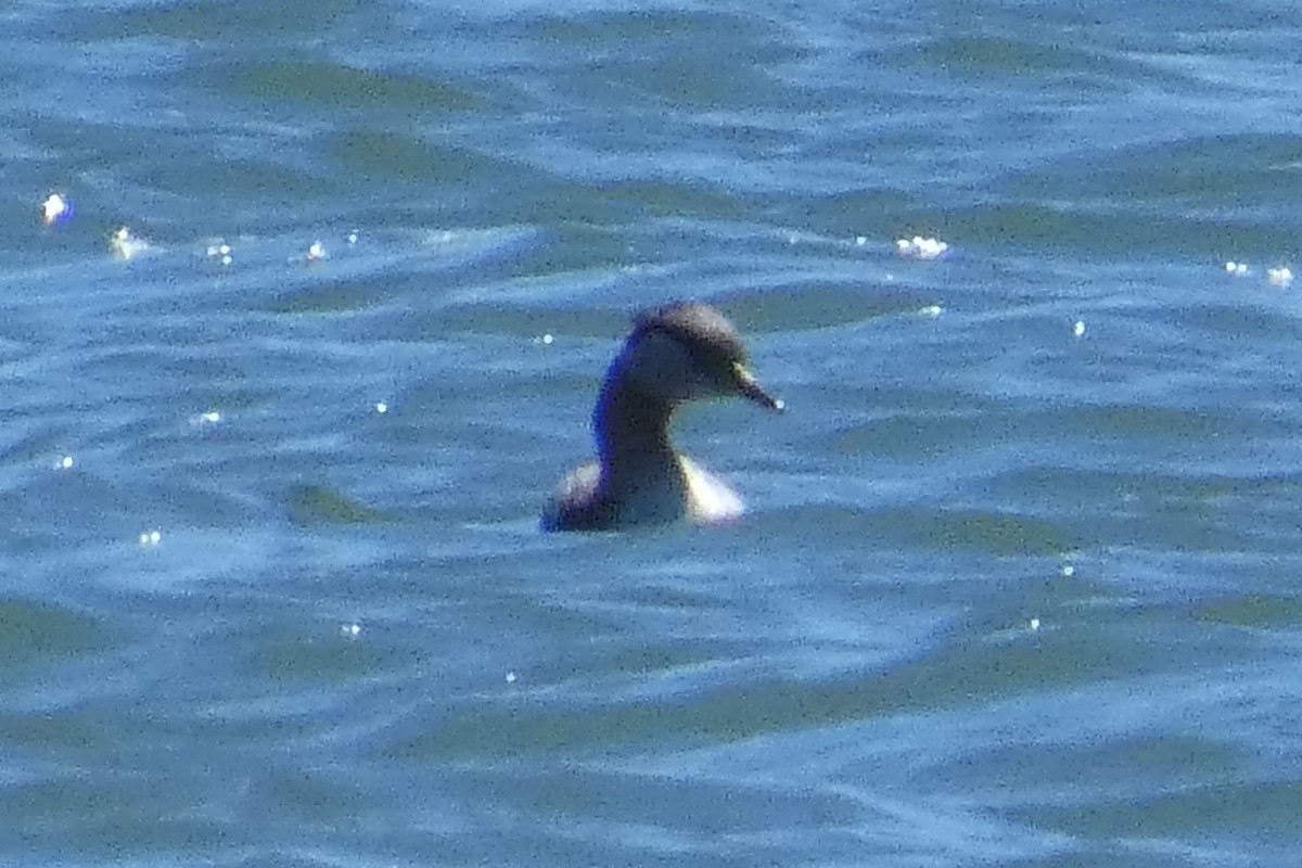 Red-necked Grebe - ML617534291