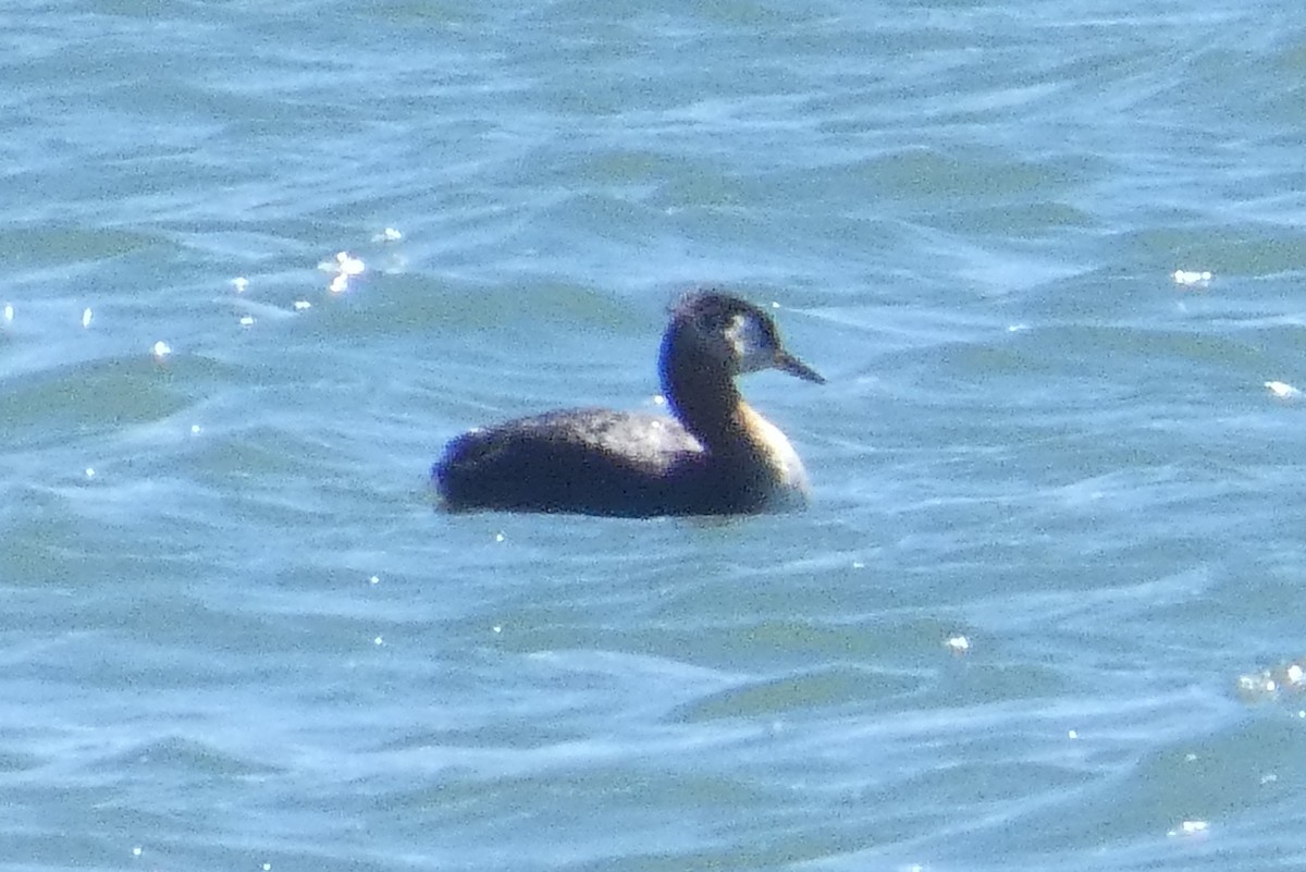 Red-necked Grebe - ML617534292