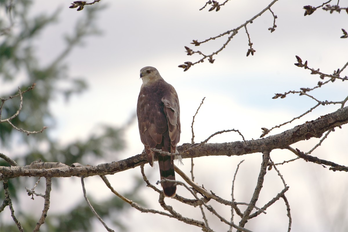 Cooper's Hawk - ML617534348