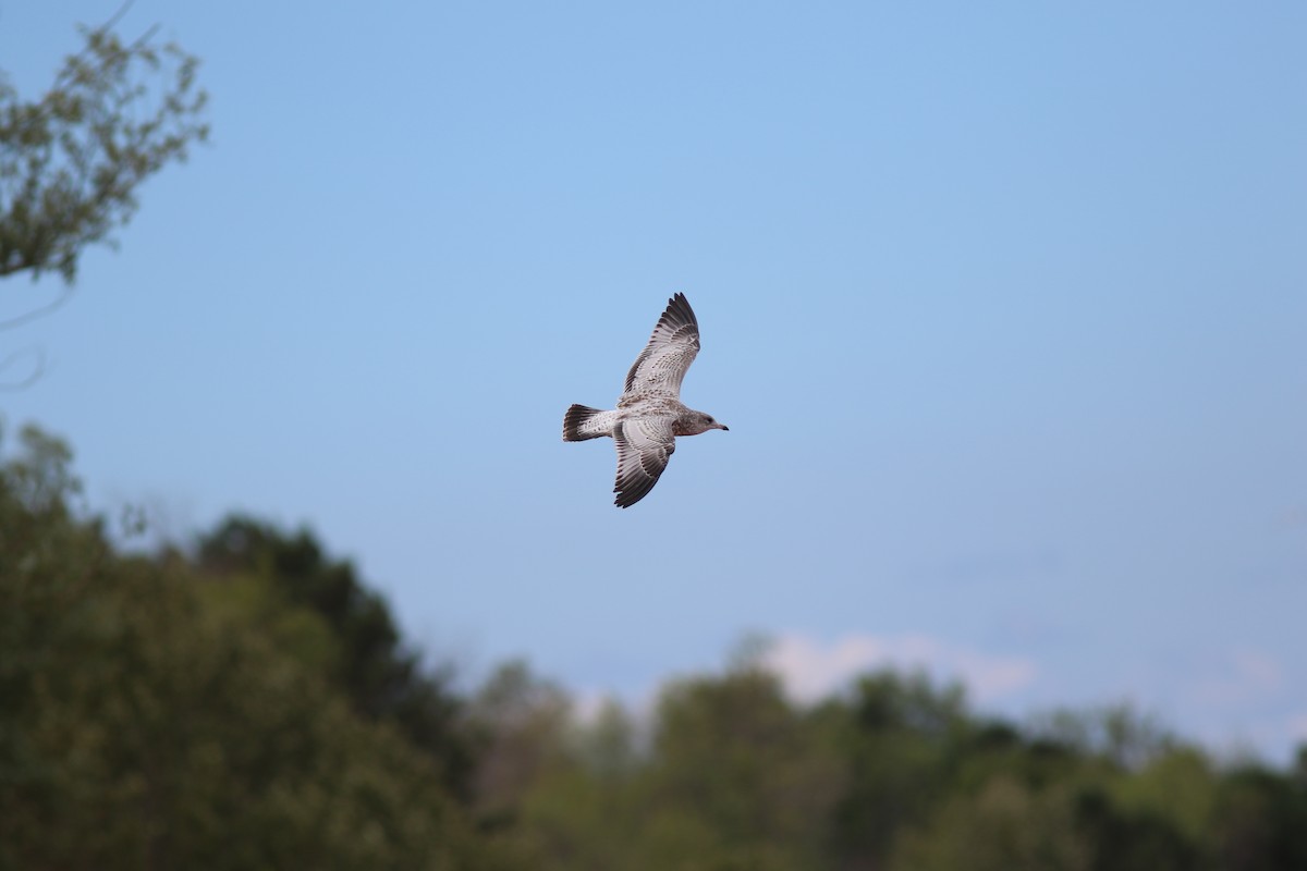 Ring-billed Gull - ML617534369