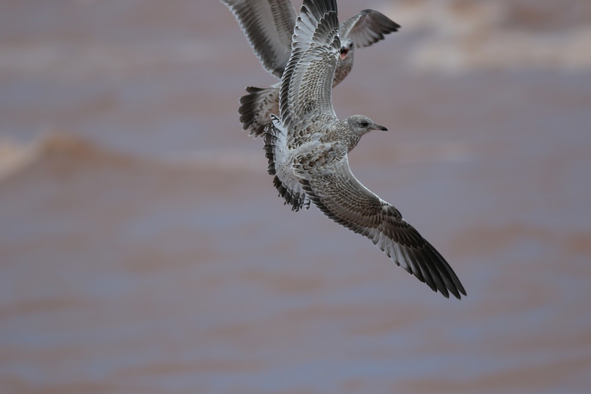 Ring-billed Gull - ML617534370