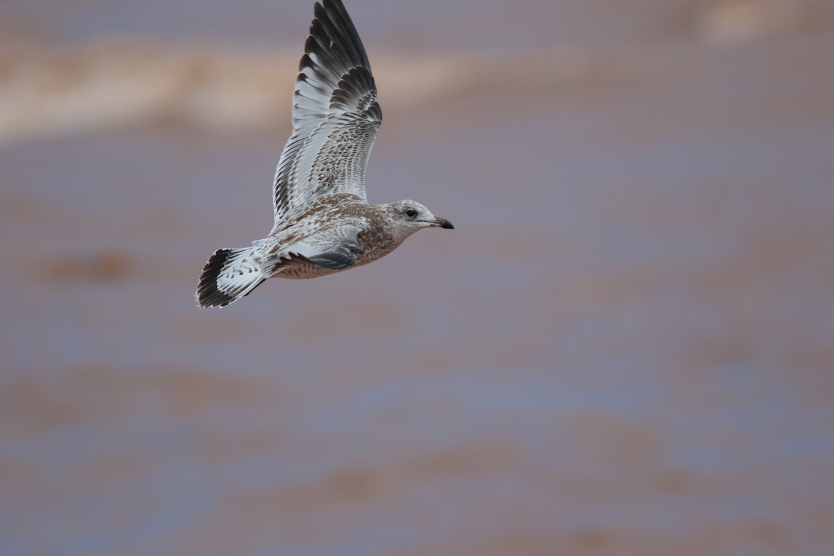 Ring-billed Gull - ML617534374