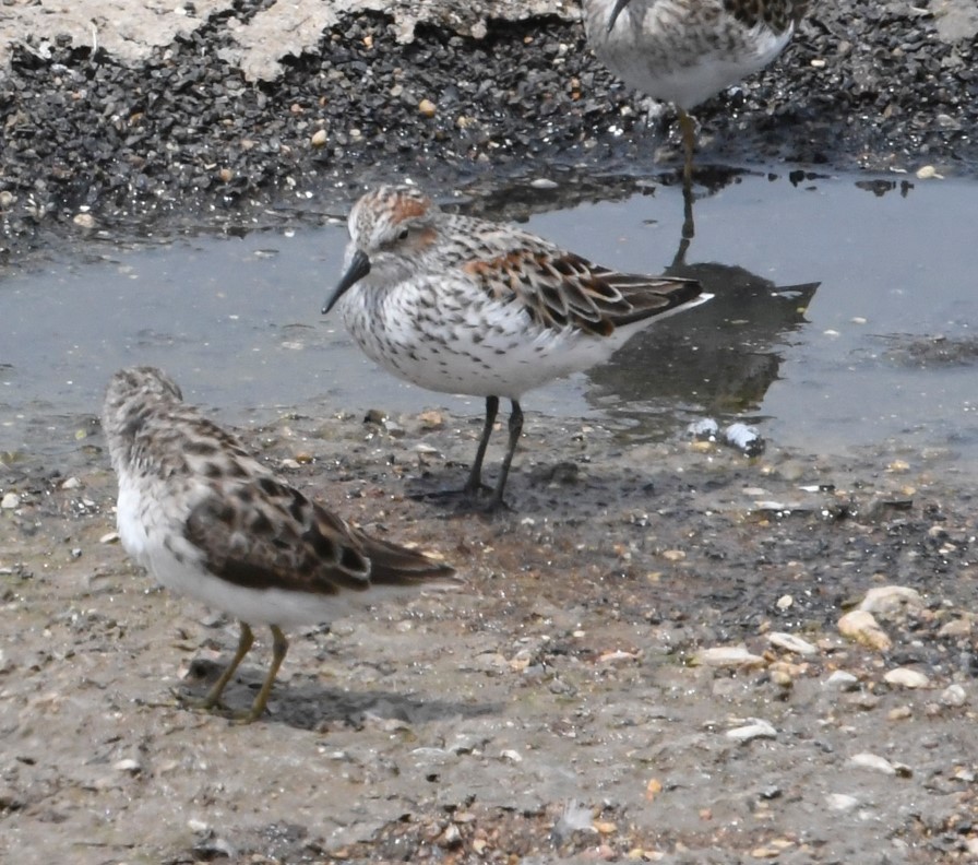 Western Sandpiper - Peter Billingham