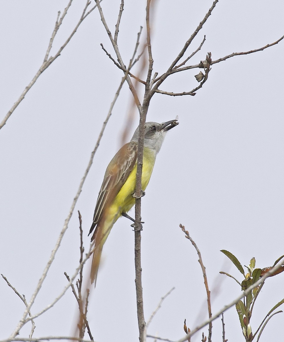 Tropical Kingbird - ML617534389