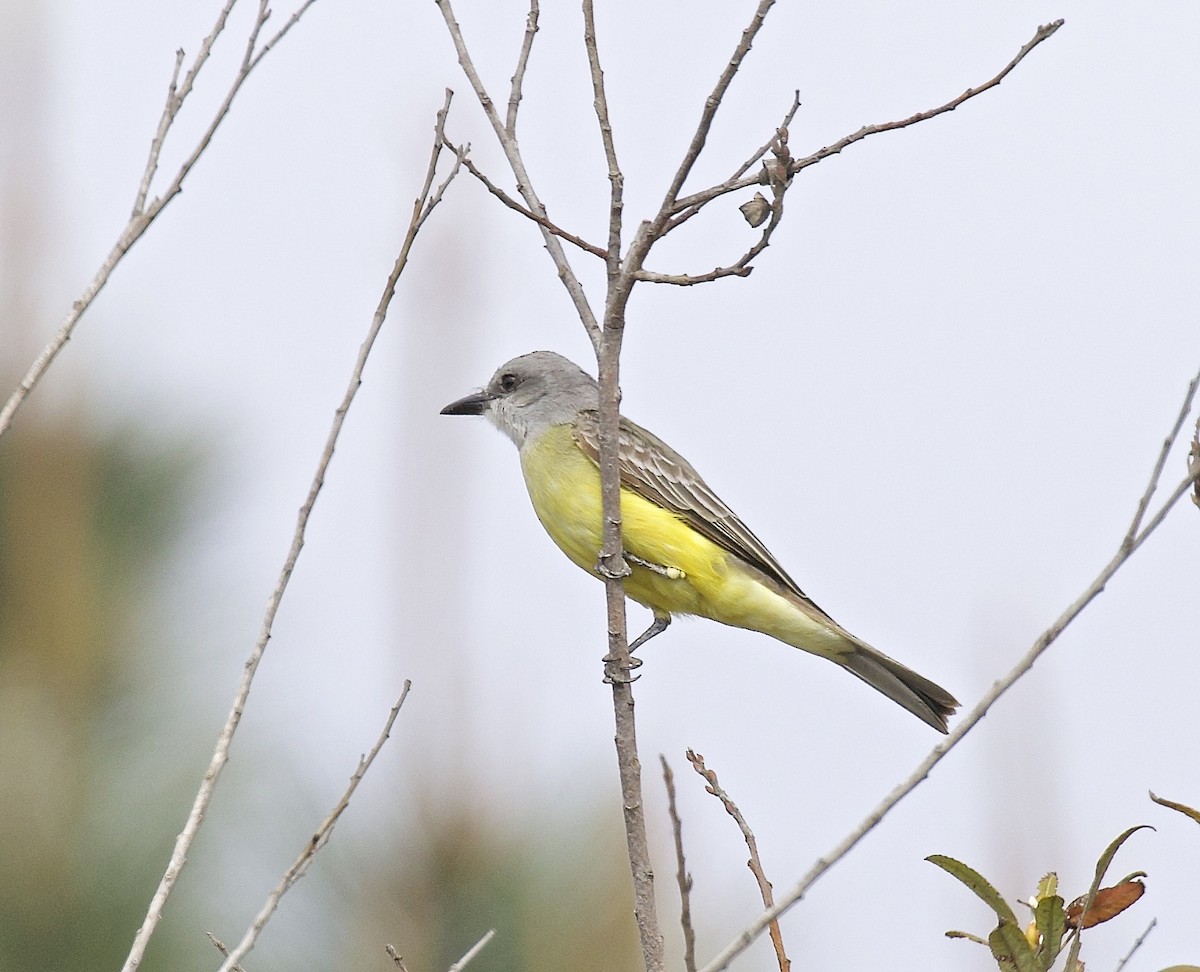 Tropical Kingbird - ML617534391