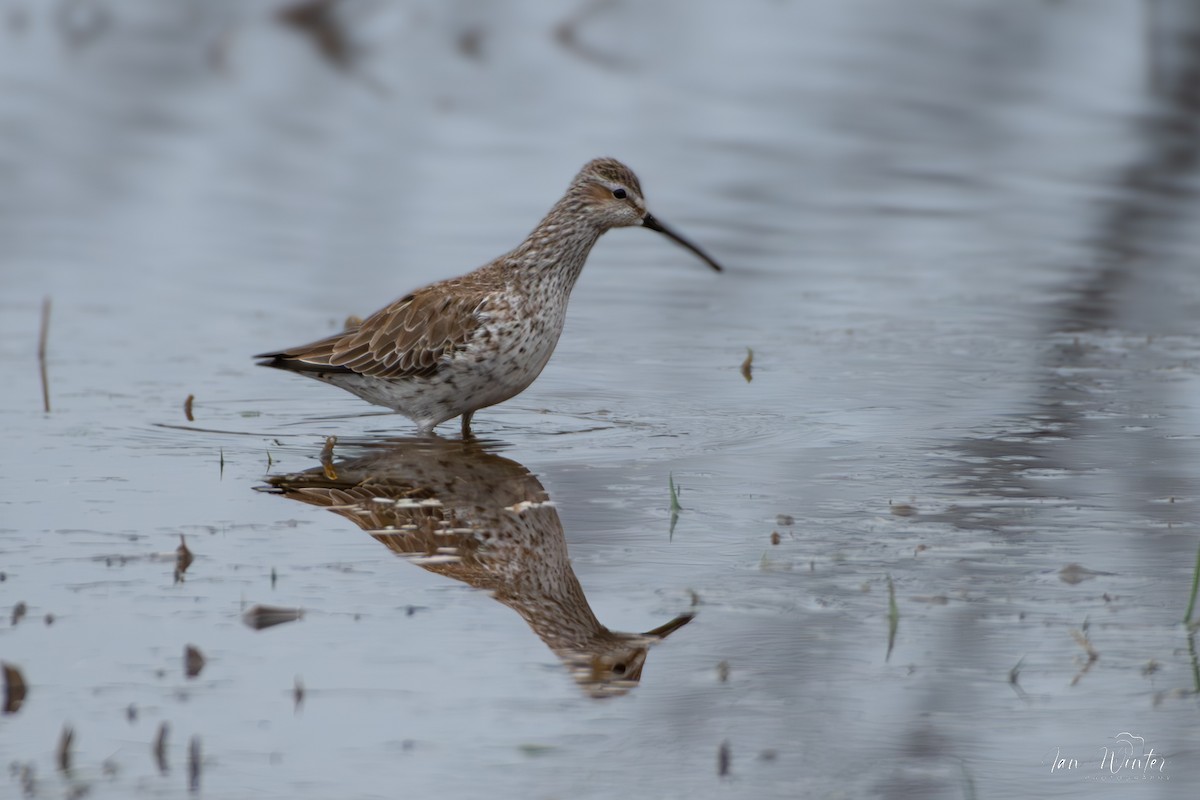 Stilt Sandpiper - ML617534475