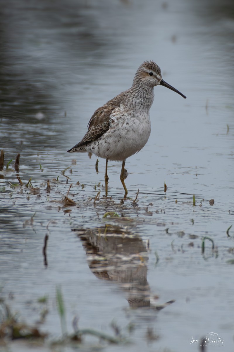 Stilt Sandpiper - ML617534476