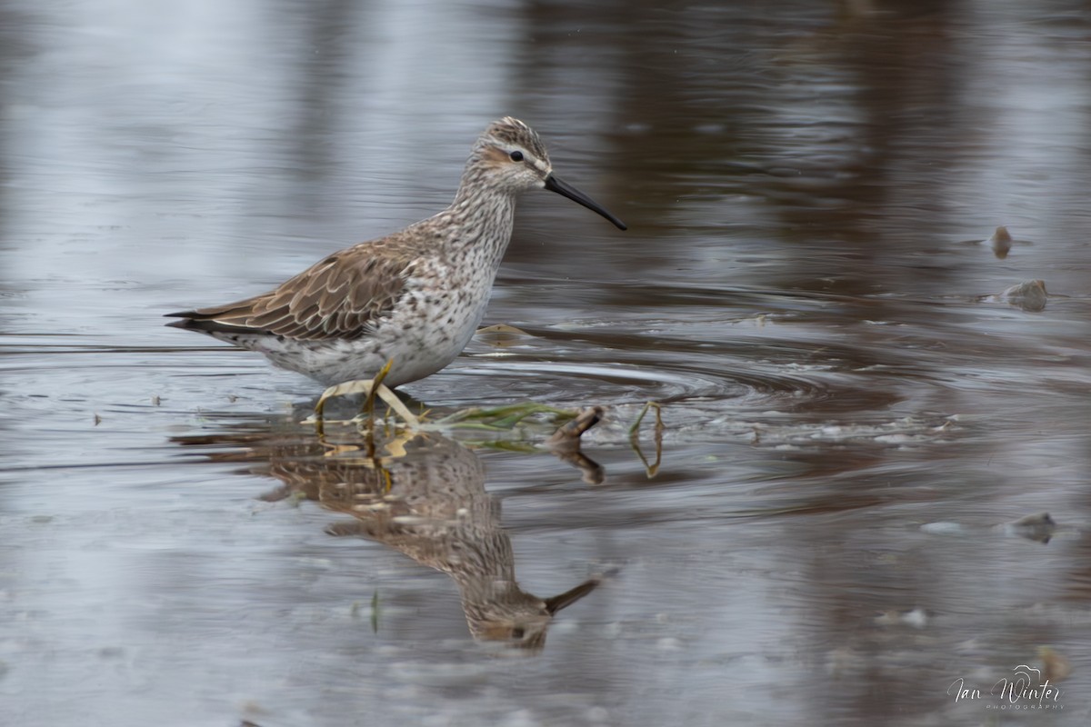 Stilt Sandpiper - ML617534479