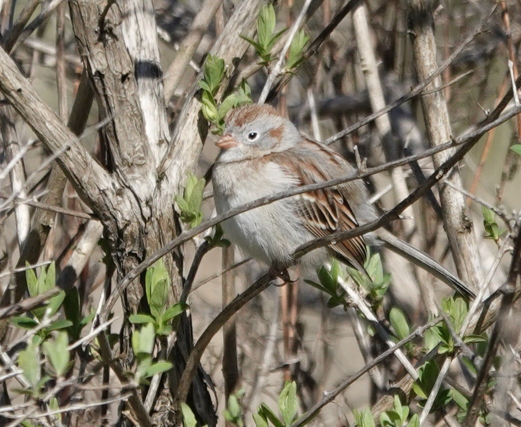 Field Sparrow - ML617534480