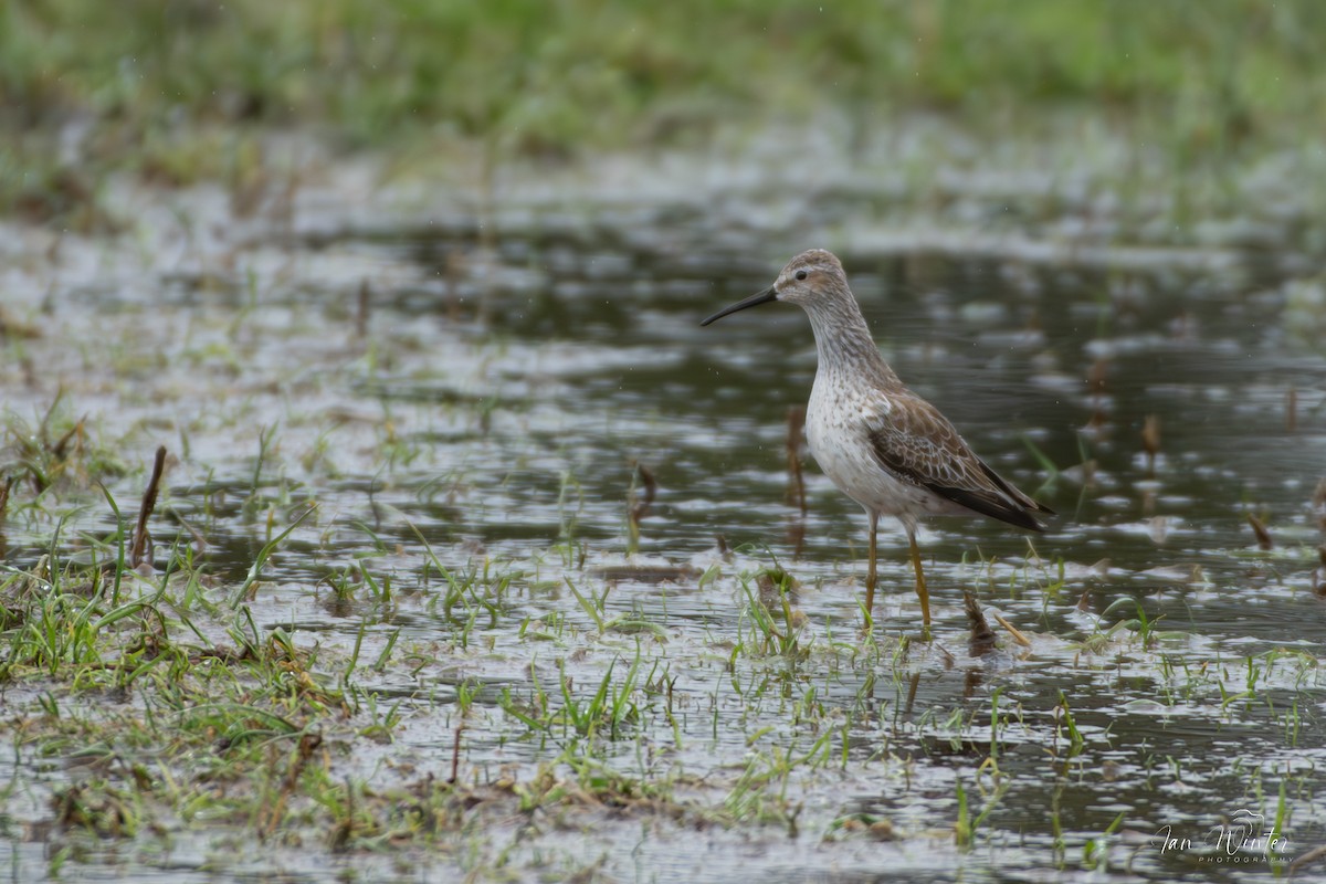 Stilt Sandpiper - ML617534481