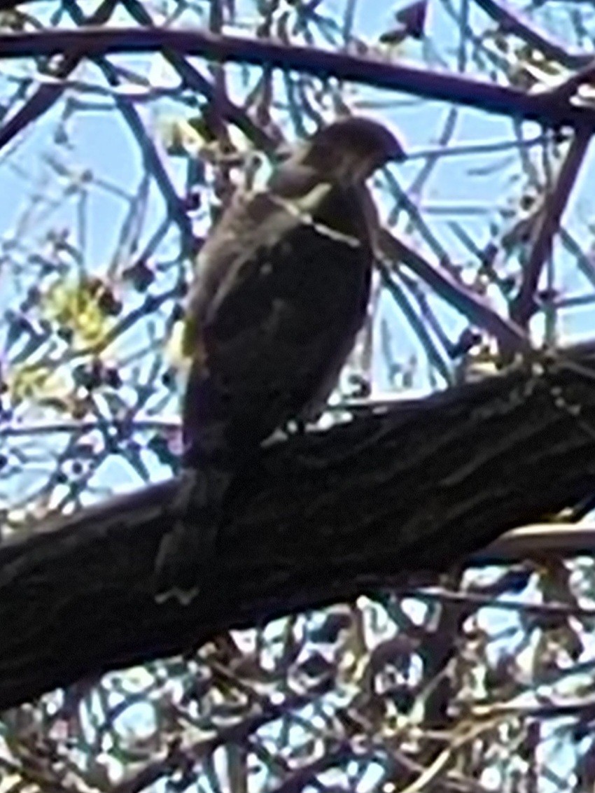 Sharp-shinned Hawk (Northern) - ML617534484