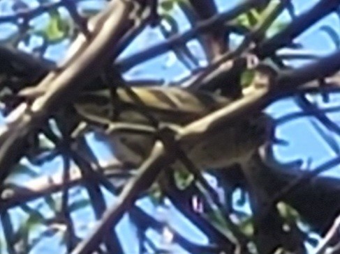 Ruby-crowned Kinglet - Samuel Harris