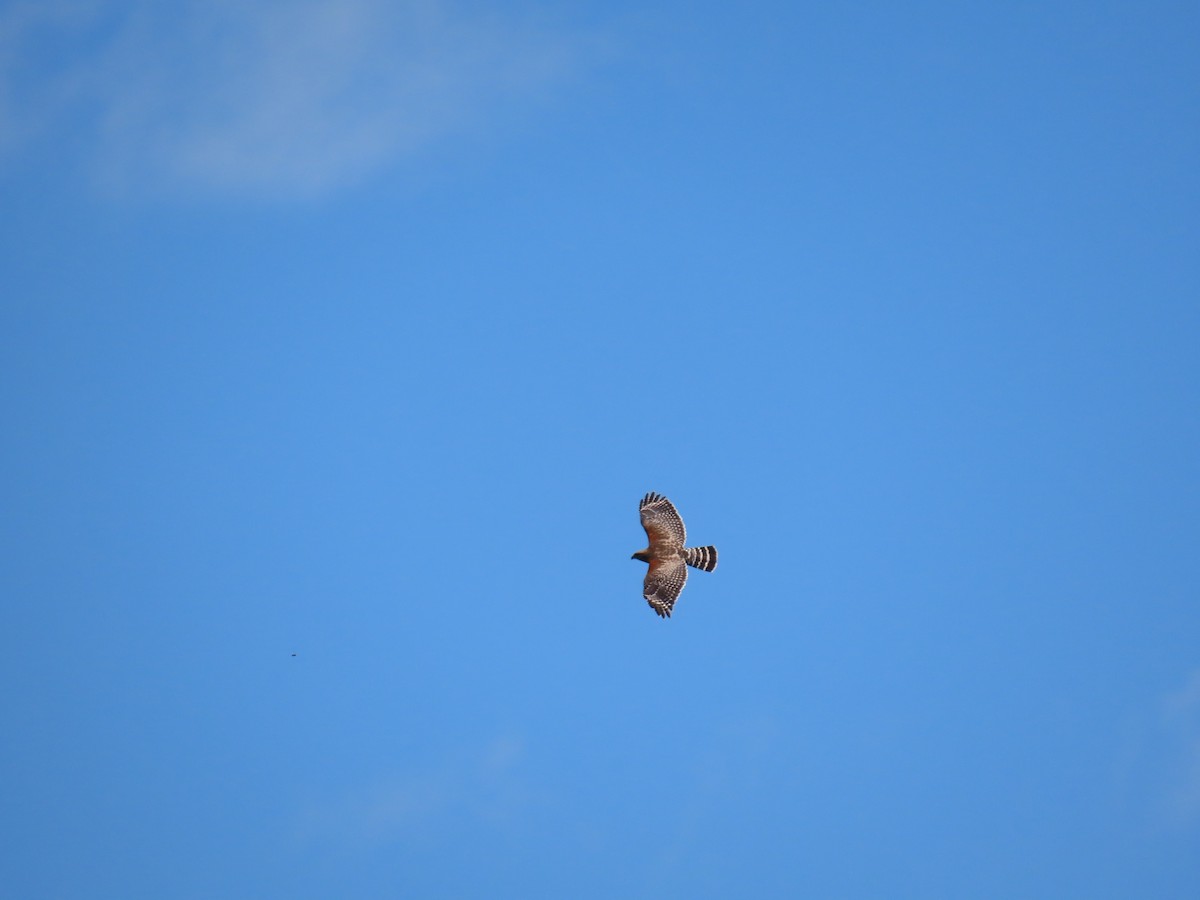 Red-shouldered Hawk - ML617534495