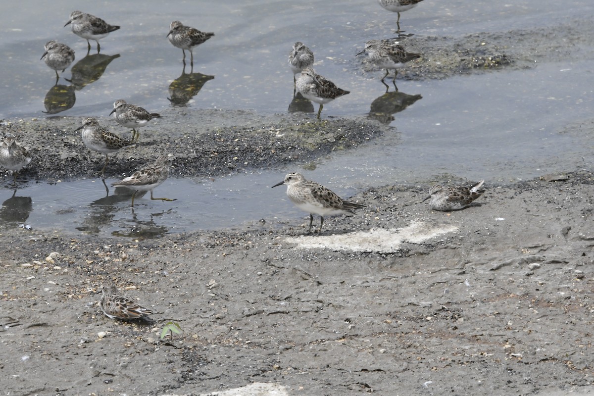 Baird's Sandpiper - Peter Billingham