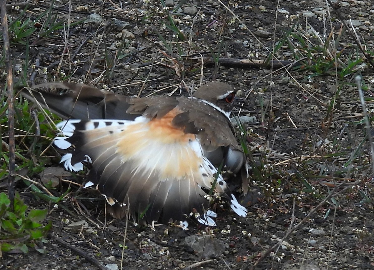 Killdeer - ML617534545