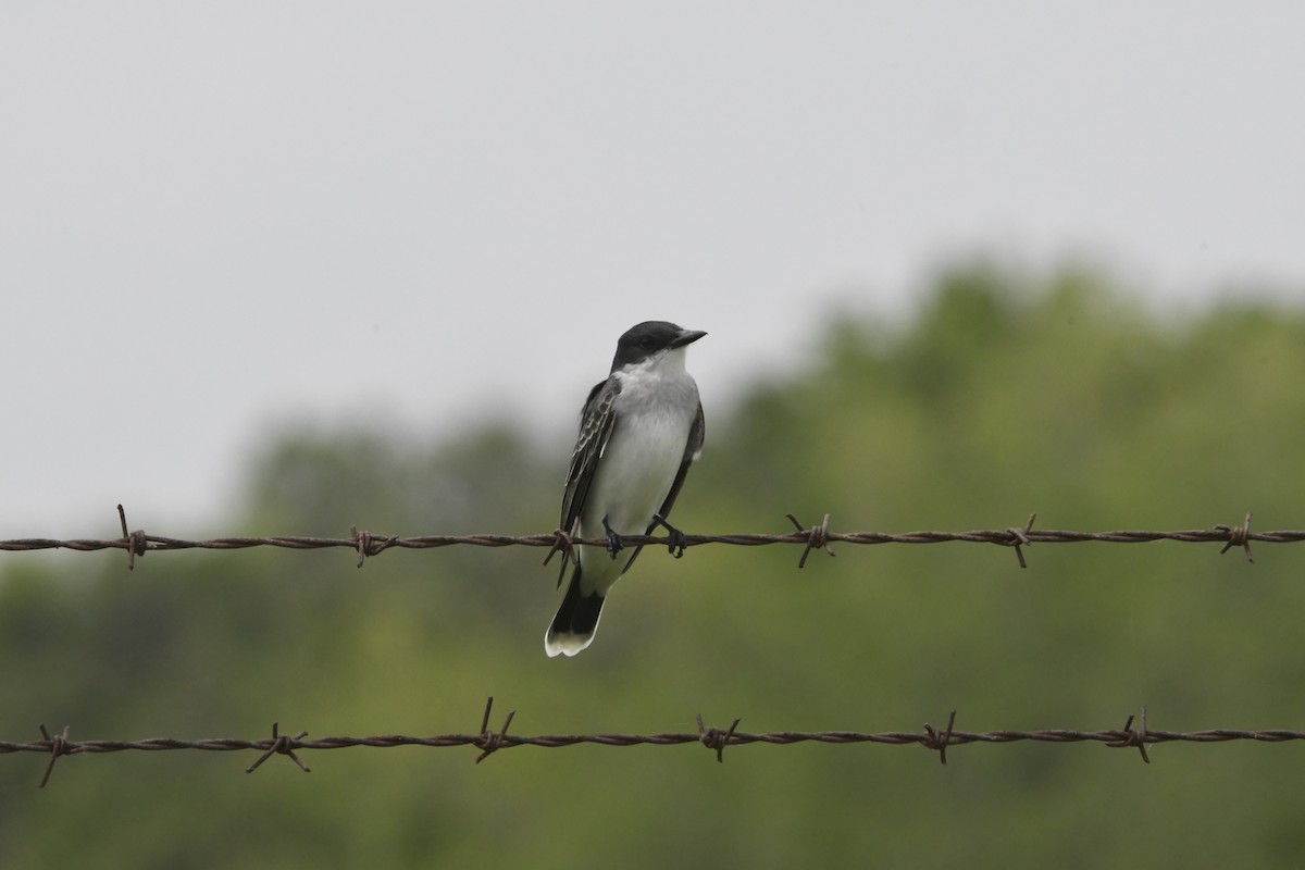 Eastern Kingbird - Peter Billingham