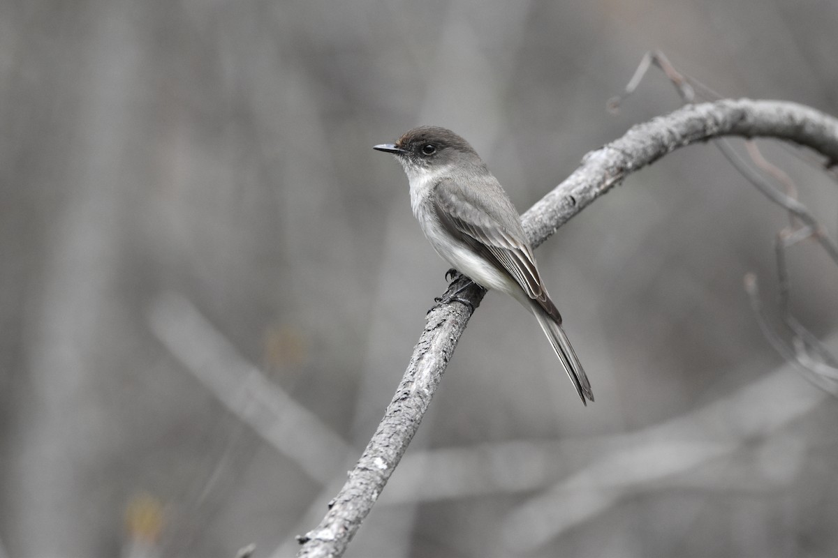 Eastern Phoebe - ML617534568