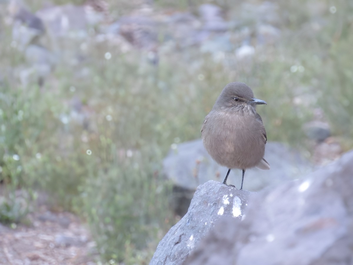 Black-billed Shrike-Tyrant - ML617534581