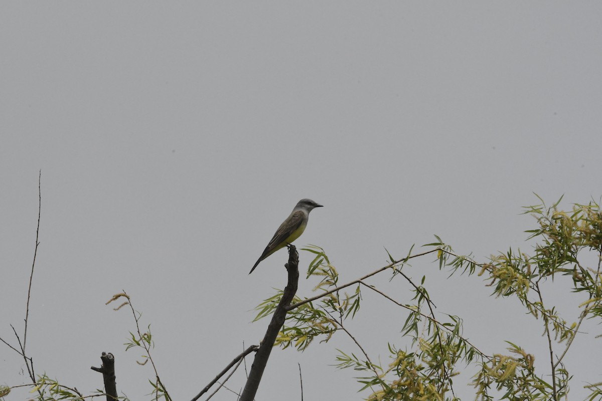 Western Kingbird - Peter Billingham