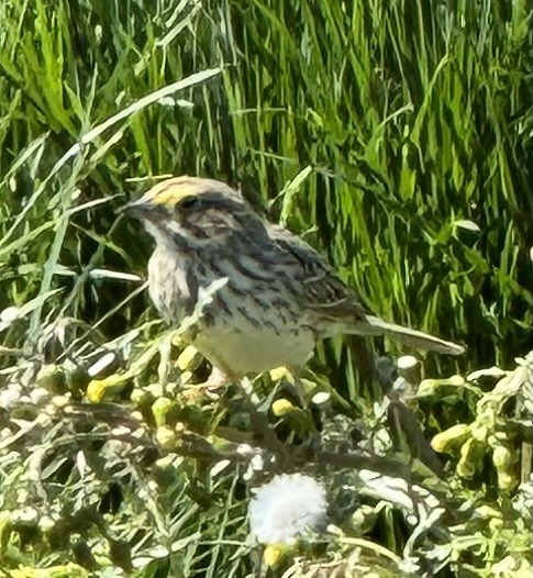 Savannah Sparrow - ML617534604
