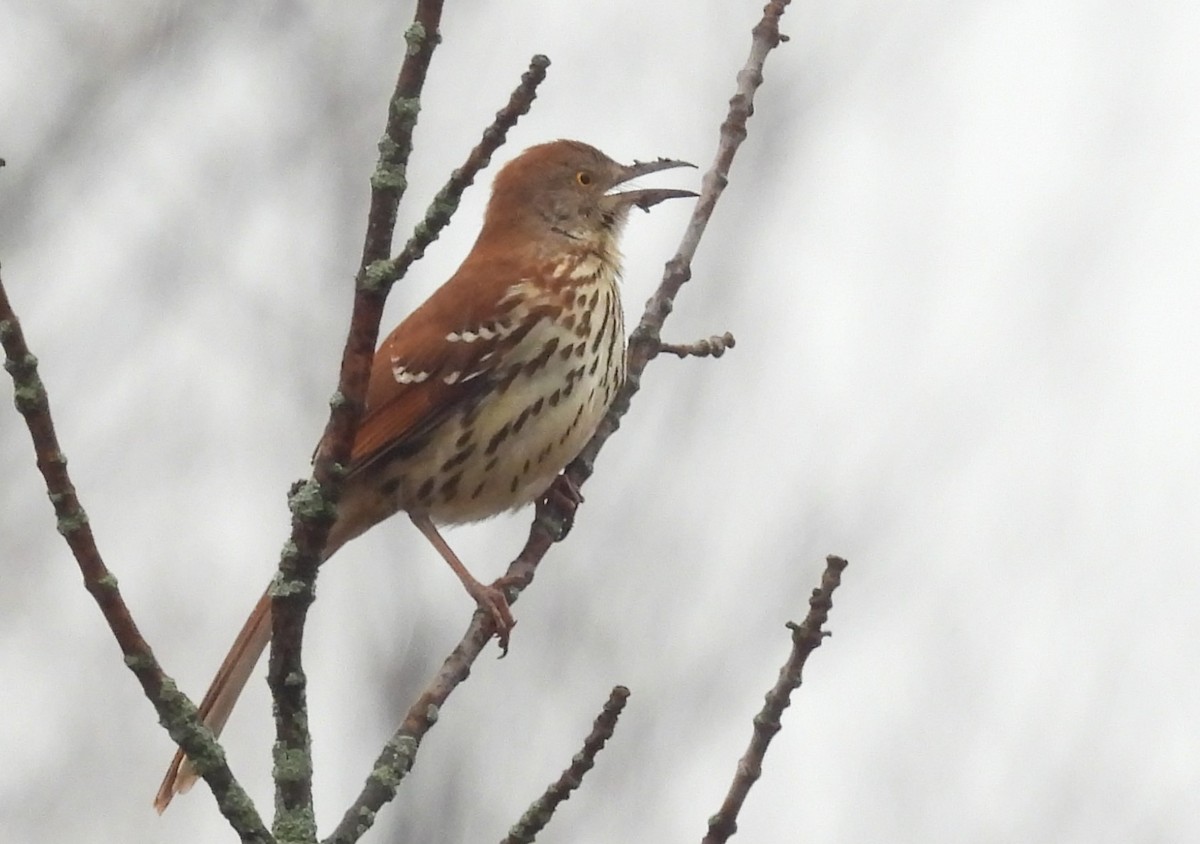 Brown Thrasher - ML617534616