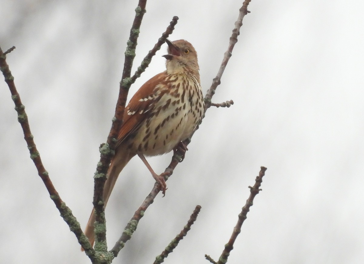 Brown Thrasher - ML617534617