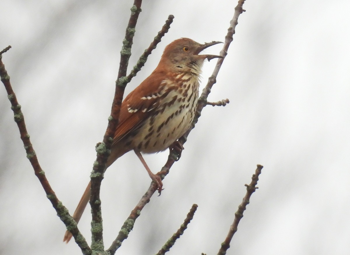 Brown Thrasher - ML617534618