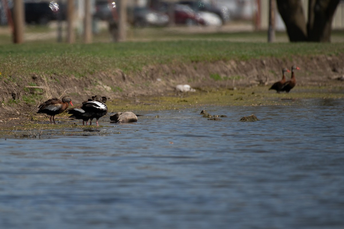 Black-bellied Whistling-Duck - Chad Remley
