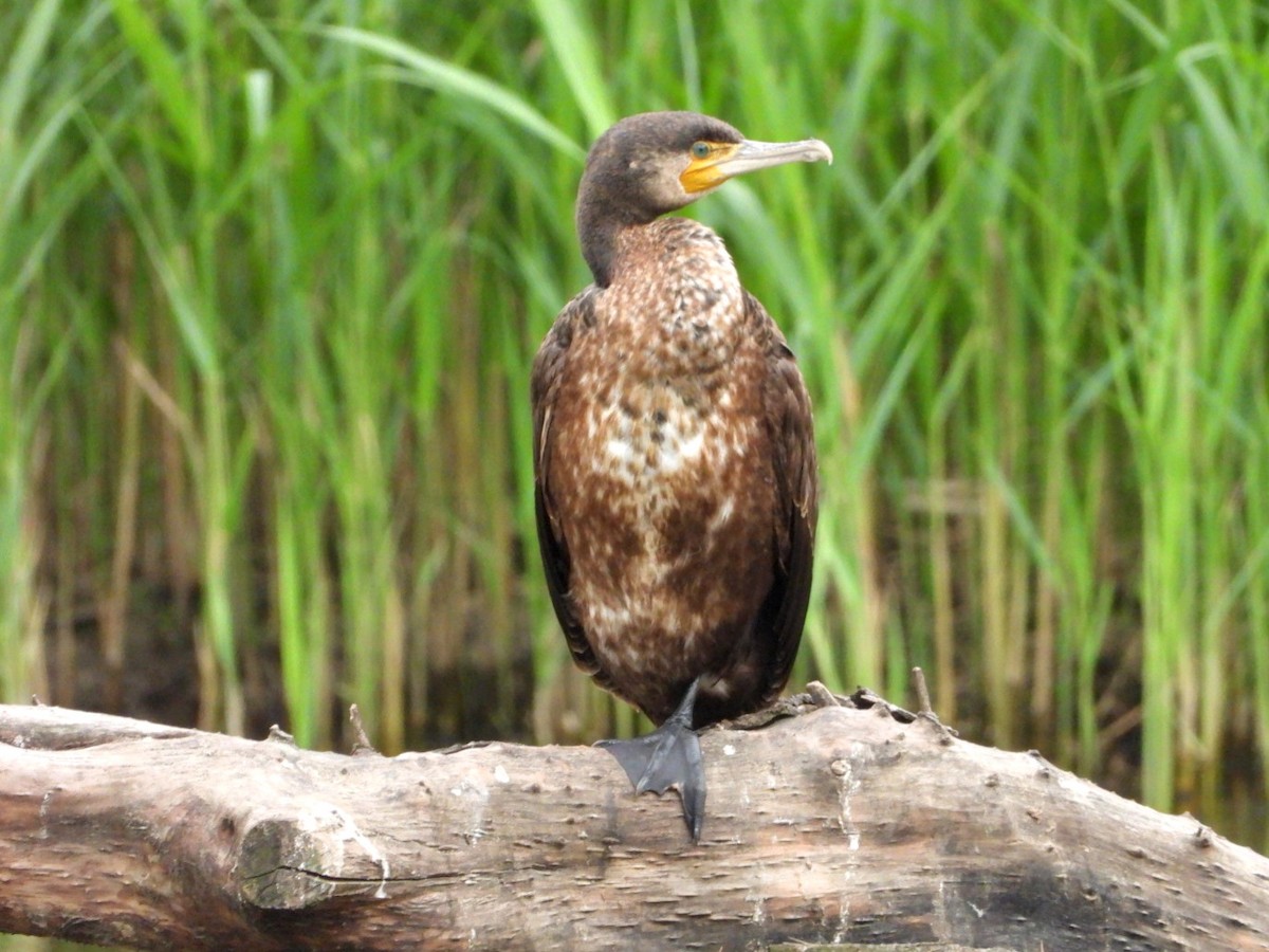 Great Cormorant - ML617534700