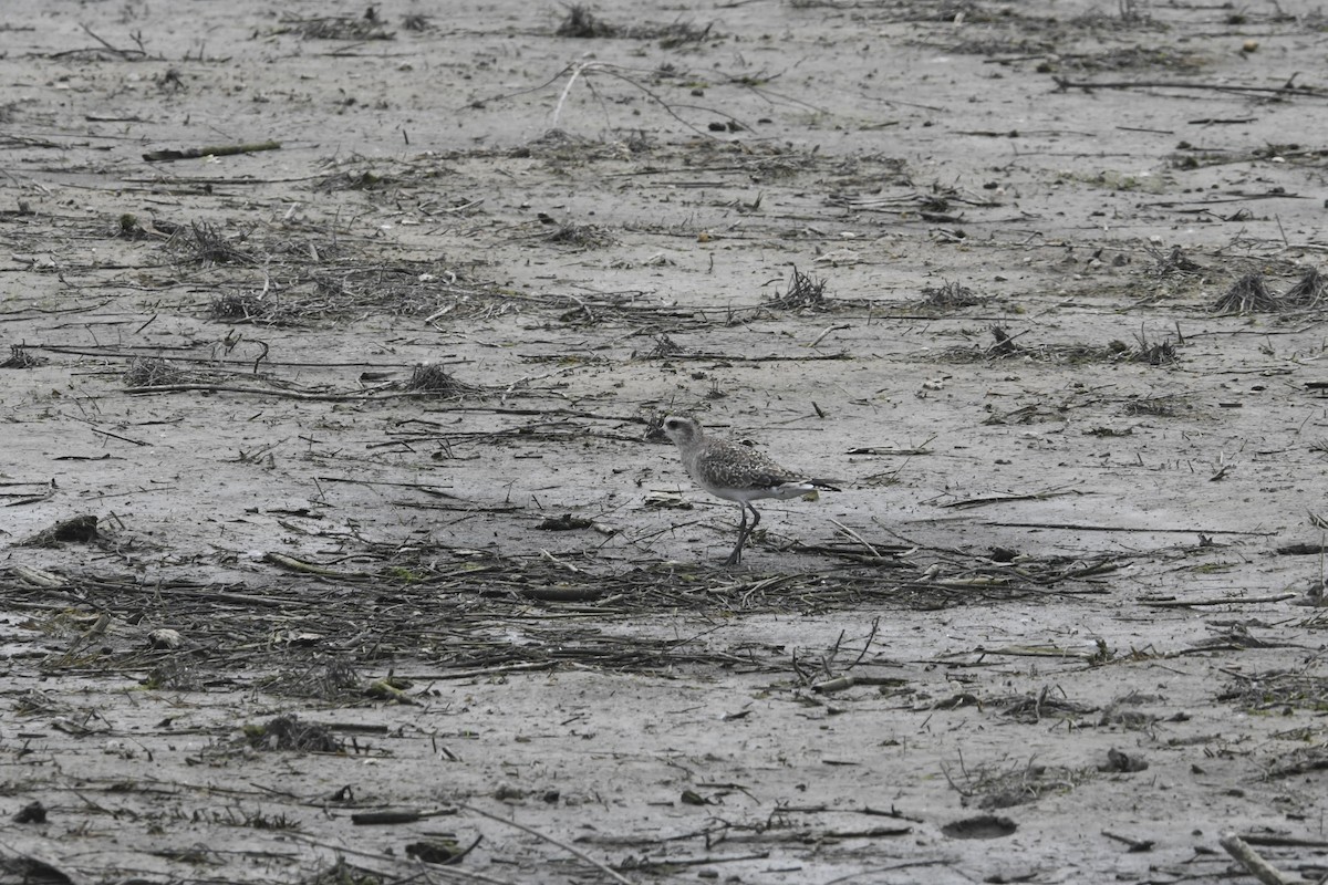 American Golden-Plover - Peter Billingham