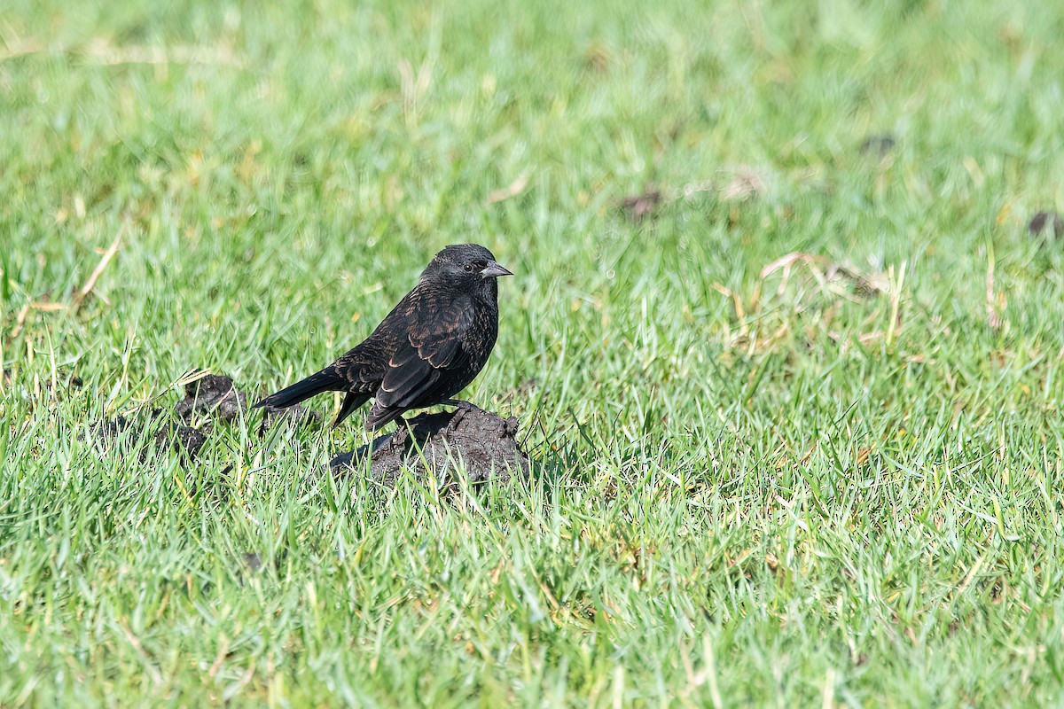 Yellow-winged Blackbird - ML617534721