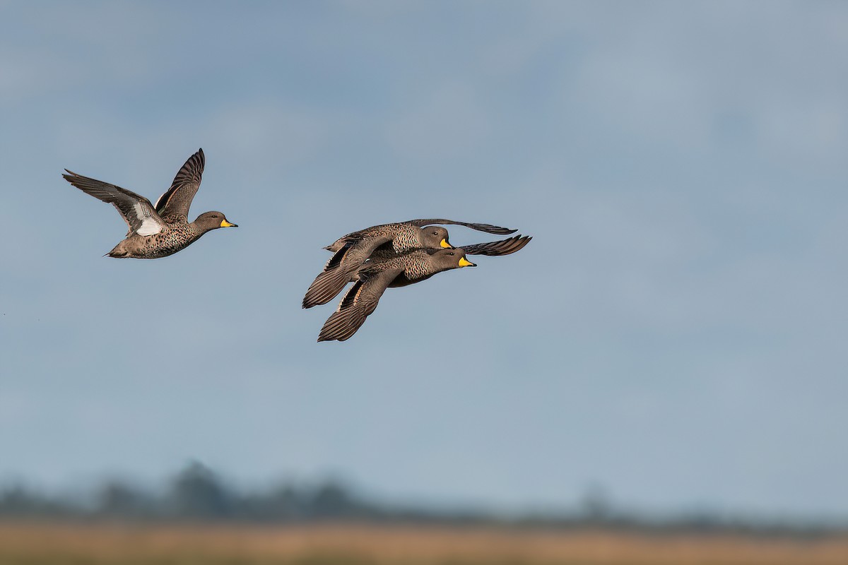 Yellow-billed Teal - Raphael Kurz -  Aves do Sul