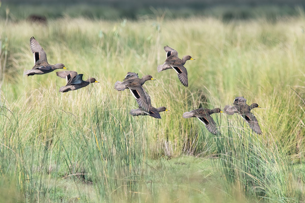 Yellow-billed Teal - ML617534725