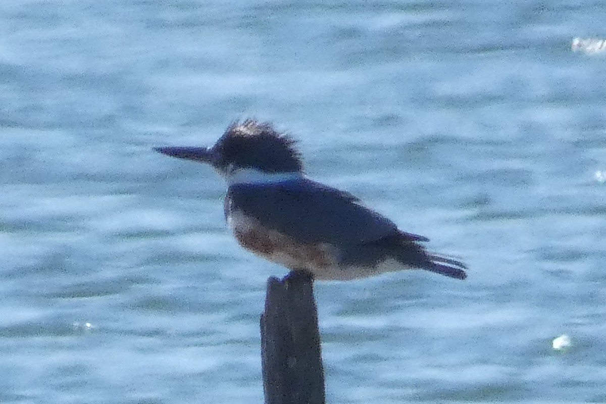 Belted Kingfisher - ML617534746