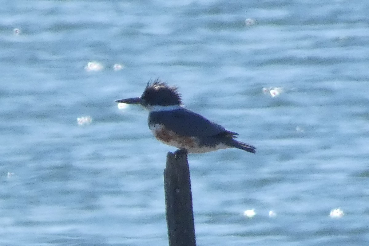 Belted Kingfisher - ML617534747