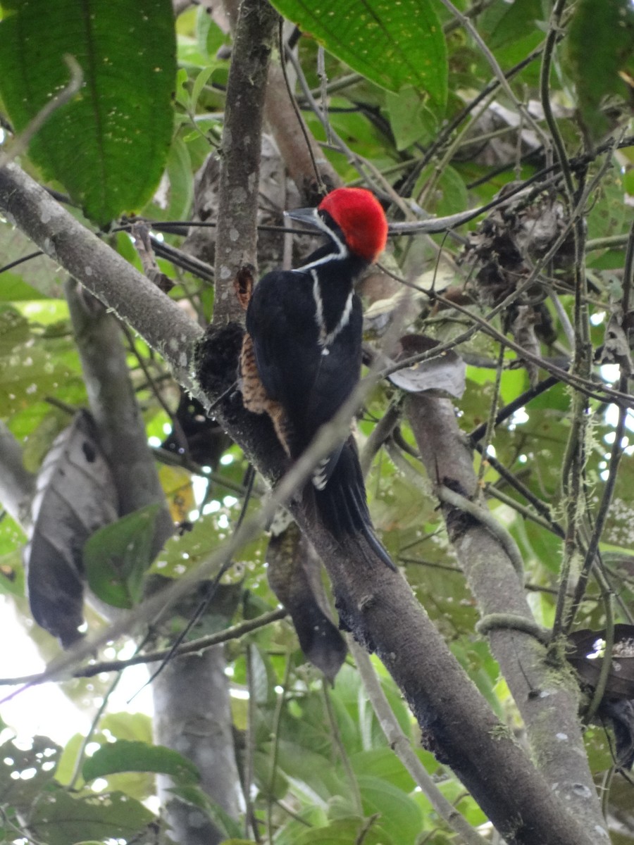 Powerful Woodpecker - Francisco Sornoza