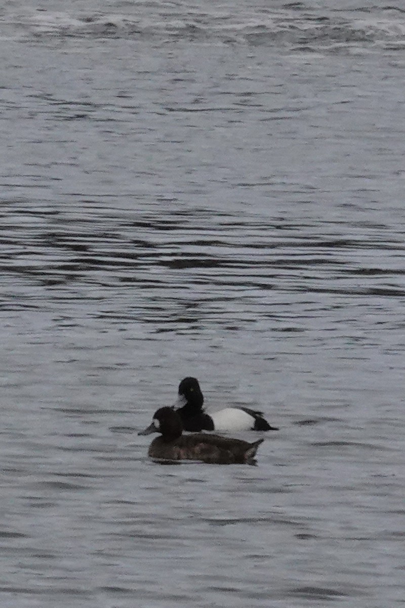 Lesser Scaup - ML617534792