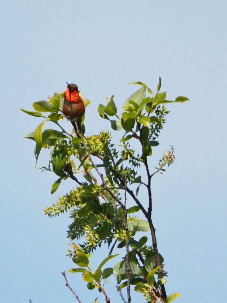 Allen's Hummingbird - ML617534794