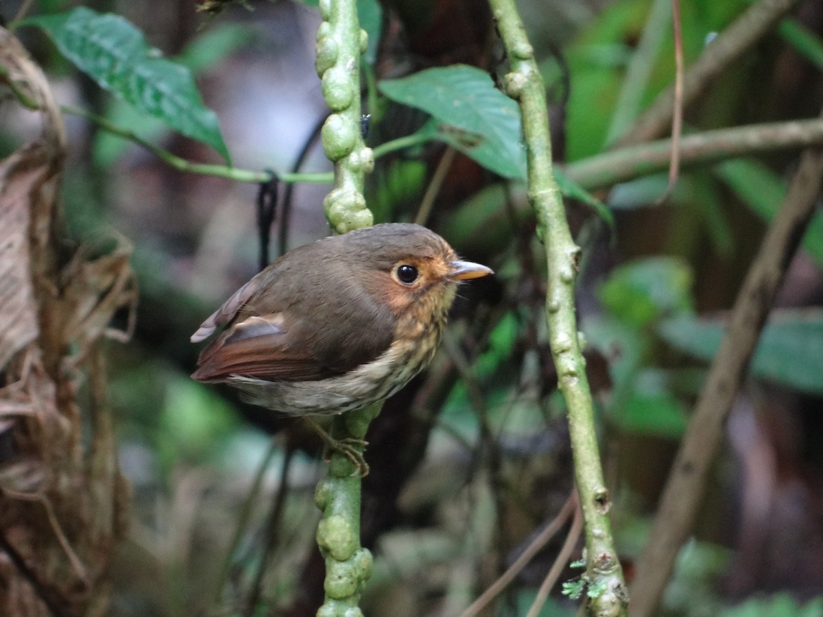 Ochre-breasted Antpitta - Francisco Sornoza