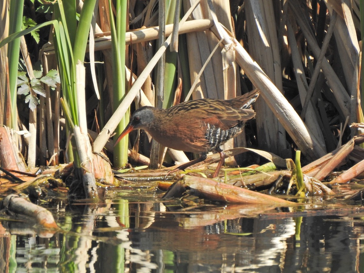 Virginia Rail - ML617534868