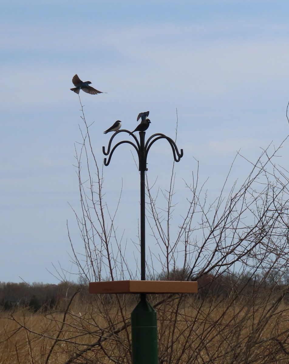 Tree Swallow - Maryangela Buskey