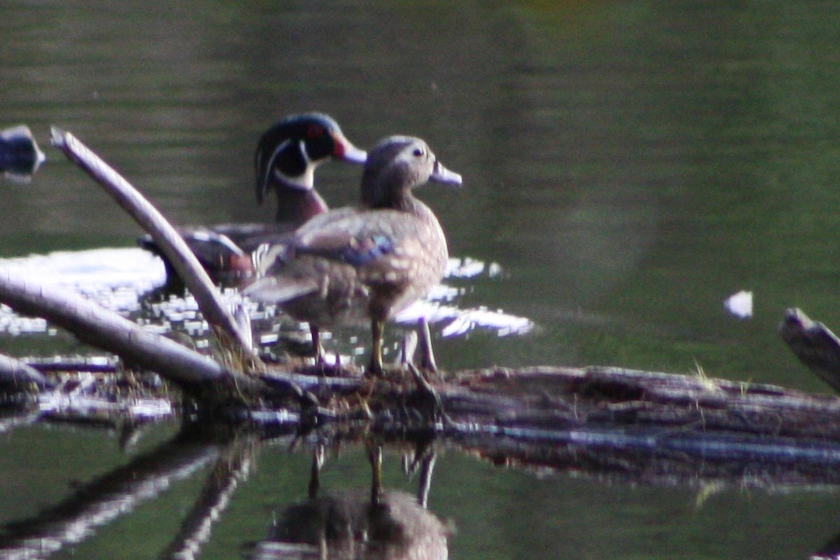 Wood Duck - ML617534894